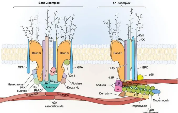 Figure  9.  Complexe  ankyrine,  premier  ancrage  du  cytosquelette  érythrocytaire  à  la  membrane  (gauche) et complexe jonctionnel d’actine, deuxième ancrage du cytosquelette érythrocytaire à la  membrane  (droite)