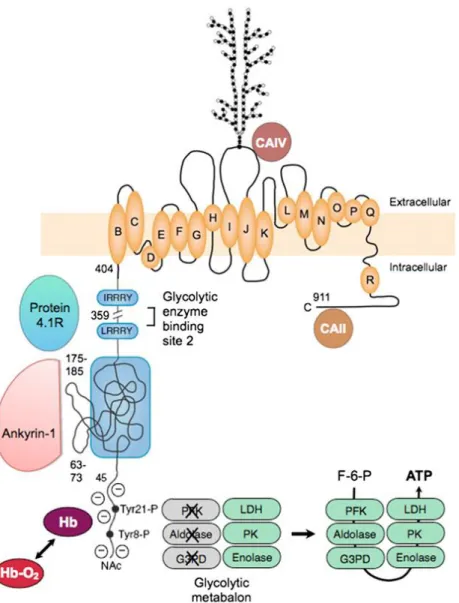 Figure 11. Organisation de la Bande 3 et de ses domaines de liaison. Le cdB3 (N-terminal) joue un  rôle  structural,  en  se  liant  aux  protéines  cytosquelettiques,  mais  aussi  un  rôle  régulateur  du  métabolisme du glucose en interagissant avec les