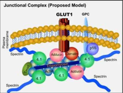 Figure  12.  Liaison  du  complexe  jonctionnel  à  la  membrane  plasmique  par  l’interaction  de  l’adducine et de la dématine à GLUT-1 (Khan et al., 2008  111