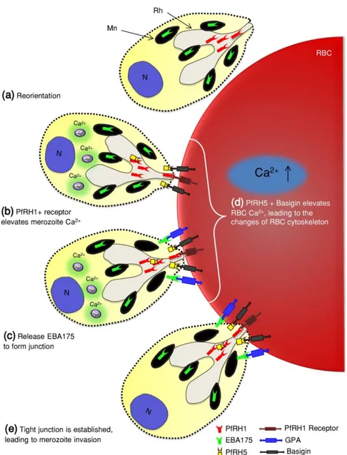 Figure  15.  Interaction  de  l’extrémité  apicale  du  mérozoïte  avec  la  membrane  du  globule  rouge  lors  de  l’invasion