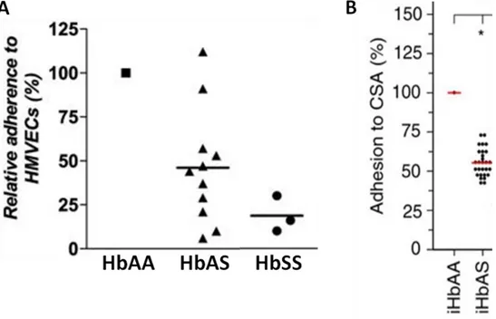 Figure  31.  Mesure  du  niveau  de  cytoadhérence  des  globules  rouges  HbAA,  HbAS  et  HbSS  infectés par P