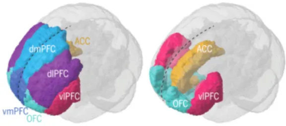 Figure 6. Vue de face des divisions fonctionnelles du cortex préfrontal chez l’Homme. 