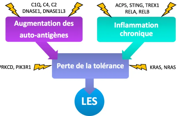 Figure	 3	 :	 Schéma-bilan	 des	 voies	 impliquées	 dans	 le	 développement	 du	 LES.	 L’augmentation	 des	 auto-antigènes	 et	 l’inflammation	chronique	sont	des	facteurs	capables	d’induire	une	perte	de	la	tolérance.	Cette	perte	de	tolérance	permet	 ensuit
