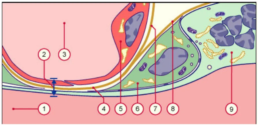 Figure	 7	 :	 Villosité	 à	 terme.	 1	:	 Espace	 intervilleux	 ;	 2	:	 barrière	 placentaire	 d’une	 villosité	 terminale	;	 3	:	