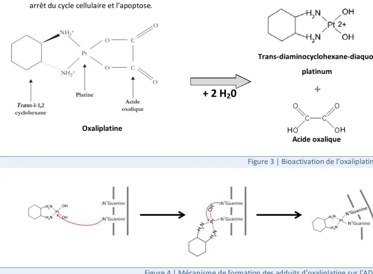 Figure 3 | Bioactivation de l’oxaliplatine.  