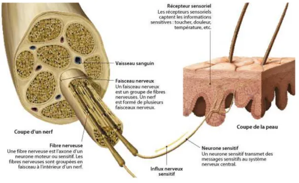 Figure 5 | Histologie d’un nerf  Adapté de la banque d’image science photo library (www.sciencephoto.com) 