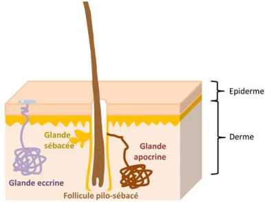 Figure 9 | Transport des ions Na+ et Cl- dans la glande sudoripare.   [A] Les cellules épithéliales du glomérule sécrètent des ions Na+ et Cl- et de l'eau principalement en réponse à la 