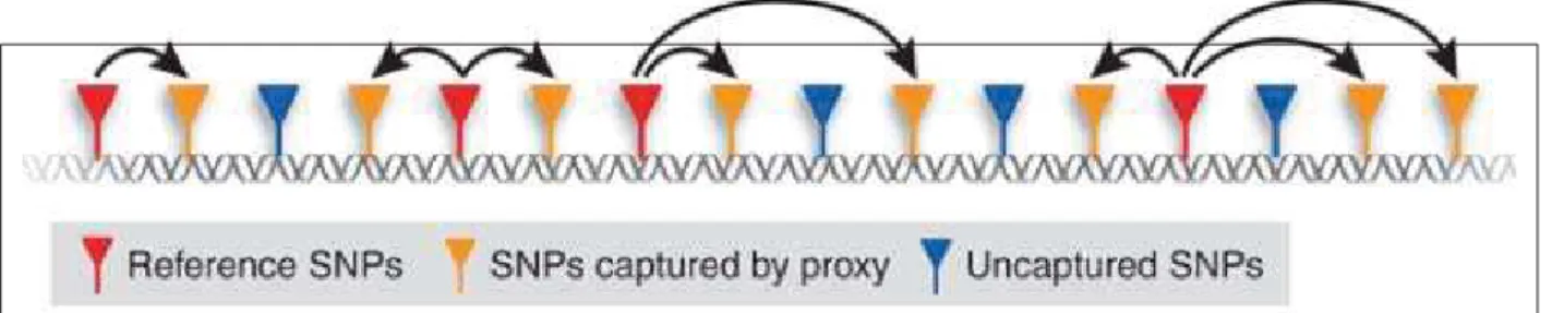 Figure 1.2:  Relation entre SNPs génotypés (rouge), capturés (orange) et non capturés (bleu) par la 