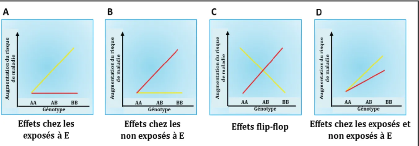 Figure 1.5.   Types d’interactions gène-environnement. Le risque de maladie, en fonction du 