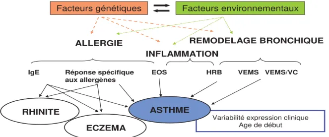 Figure 1.8 :   L’asthme et l’allergie sont des maladies complexes multifactorielles, résultant de 