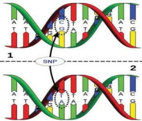 Figure 1.1 :  Exemple d’un SNP. Ici, les molécules d’ADN 1 et 2 diffèrent à un locus donné d’une 