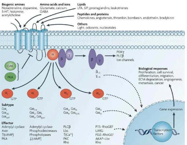 Figure 4.  La  grande  diversité  des  ligands  des  RCPGs  et  des  voies  de  signalisation associées