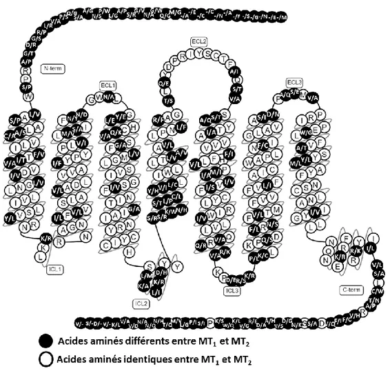 Figure 9.  Superposition des récepteurs MT 1  et MT 2  et leur séquence en acides 