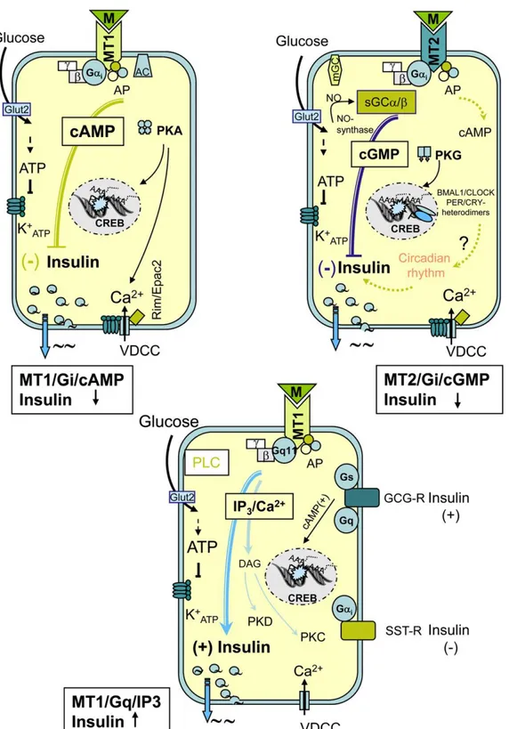 Figure 10.  Signalisation des MTRs et leur rôle dans les cellules β-pancréatiques  murines (D’après Peschke et al