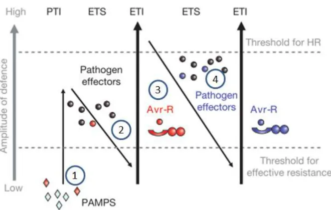Figure 7 : Représentation du modèle en « zigzag » proposé par Jones et Dangl (2006).  Tiré de Jones et Dangl (2006)