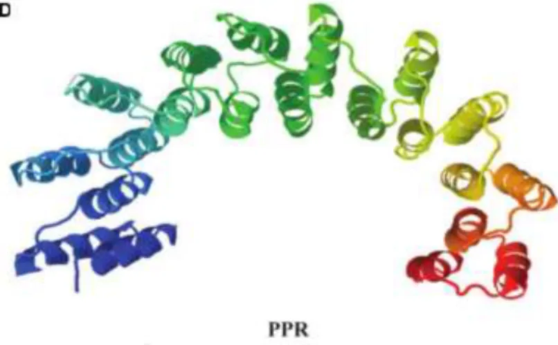 Figure 10 : Structure 3D d’une protéine PPR.  Tiré de Sharma et Pandey (2016). 