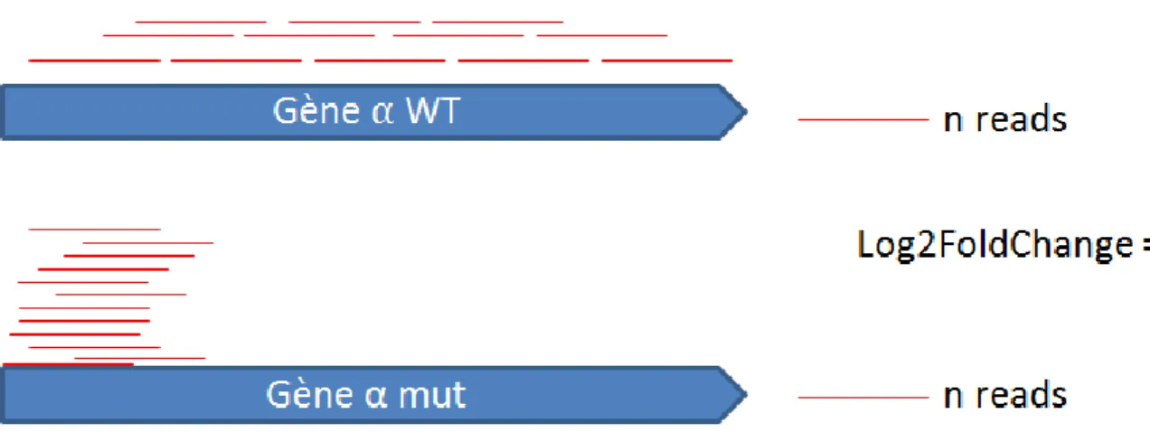 Figure 15 : Représentation schématique d’un cas hypothétique et extrême démontrant l’importance d’une  analyse de couverture en complément d’une analyse d’expression différentielle