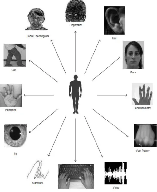 Figure 1.1 : Exemples des traits biométriques utilisés pour l' identification [1]. 