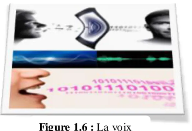 Figure 1.6 : La voix 