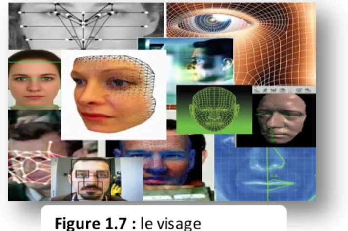 Figure 1.7 : le visage 