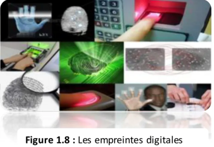 Figure 1.8 : Les empreintes digitales 