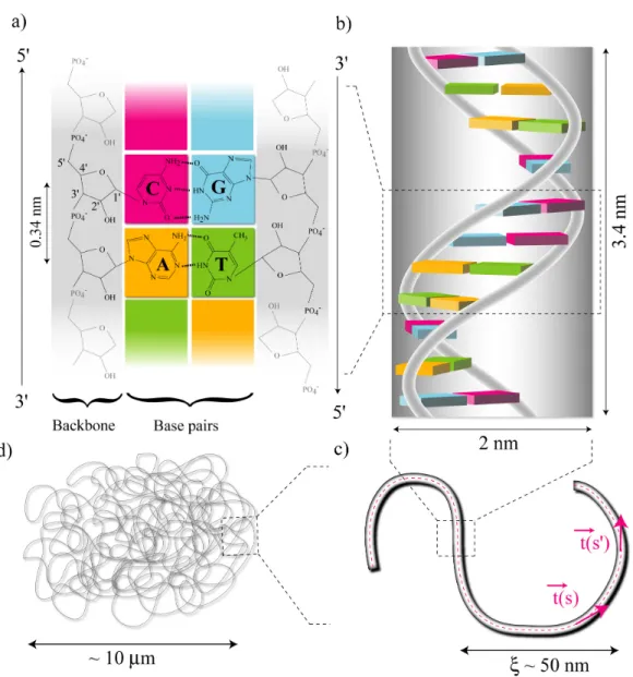FIG. 1.1 – Structure de l’ADN . a) Chaque brin est composé d’un squelette sucre-phosphate