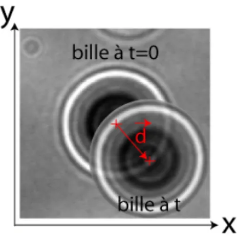 FIG. 1.4 – Suivi de la bille en x et y. L’auto-corrélation du profil de la bille permet de déduire le déplacement ~