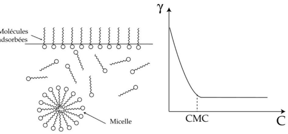 Fig. 1.3 – A gauche, mol´ ` ecules de tensioactif adsorb´ ee ` a l’interface eau-air. Lorsque la concen- concen-tration d´ epasse la CMC, les mol´ ecules forment des structures tridimensionnelles appel´ ees micelles