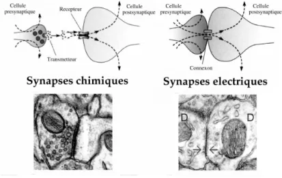 Fig. 1.1 – Deux types de synapses : chimique et ´ electrique. Dans une synapse chimique, le potentiel d’action qui arrive au terminal pr´e-synaptique induit l’exocytose de v´esicules qui lib`erent des neurotransmetteurs dans la fente synaptique