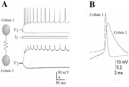 Fig. 2.2 – Couplage ´ electrique entre deux neurones corticaux. A: L’injection d’un courant n´egatif ou positif dans la cellule 1 affecte le potentiel de la membrane des deux cellules, ce qui d´emontre l’existence d’un couplage ´electrique entre elles