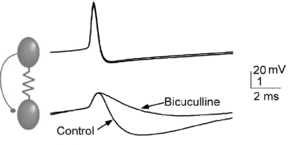 Fig. 2.3 – Coexistence entre synapses ´ electriques et inhibitrices de type GABA A . Un potentiel d’action dans la cellule 1 induit un potentiel post-synaptique