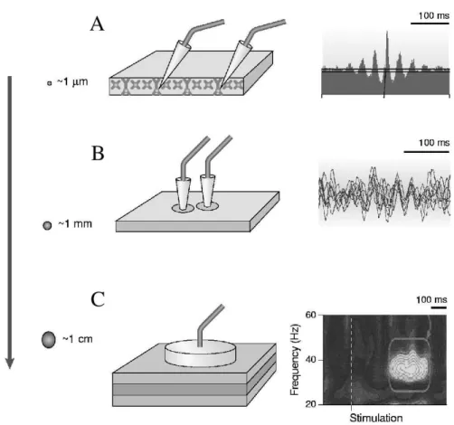 Fig. 3.1 – Synchronisation rythmique ` a diff´ erentes ´ echelles spatiales. A: Syn- Syn-chronisation entre l’activit´e de deux neurones dans l’aire V1 du singe mesur´ee par un corr´elogramme crois´e