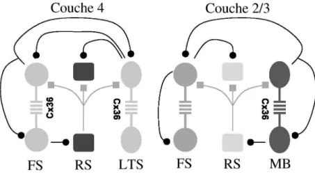 Fig. 3.2 – Les synapses ´ electriques dans deux r´ eseaux corticaux. Des synapses ´electriques ont ´et´e mises en ´evidence dans plusieurs populations de neurones inhibiteurs du cortex