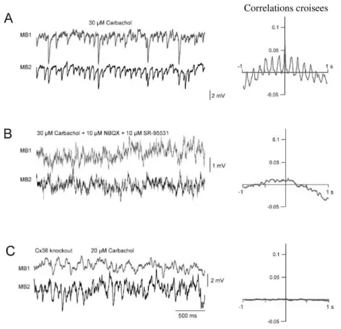 Fig. 3.3 – La synchronisation des neurones MB de la couche 2/3 du cortex requiert la pr´ esence conjointe de synapses ´ electriques et inhibitrices