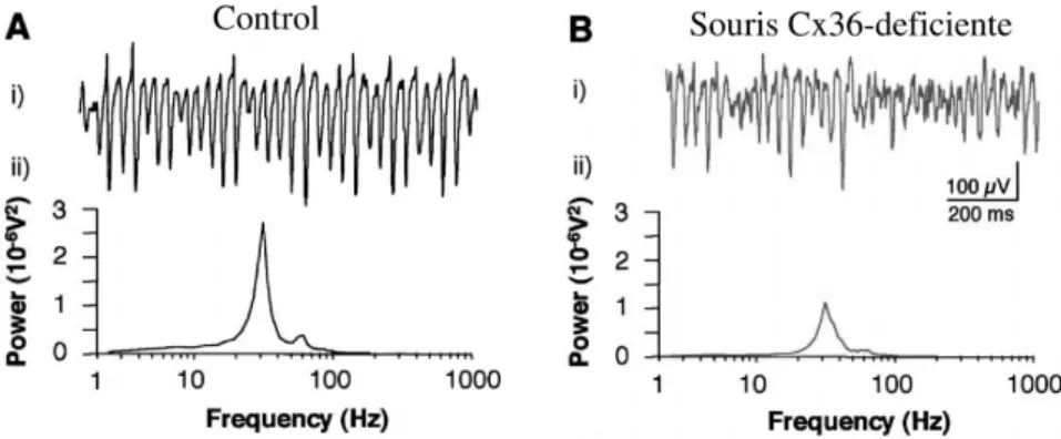 Fig. 3.4 – La synchronisation rythmique dans l’hippocampe. La puissance spec- spec-trale (ii) de l’activit´e oscillatoire extracellulaire (i) est r´eduite chez la souris Cx36 −/− (B) compar´ee ` a la souris normale (A) (d’apr`es Hormuzdi et al., 2001).