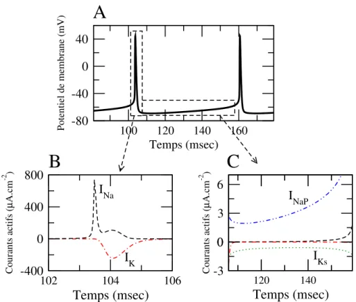 Fig. 4.1 – Dynamique du potentiel de membrane et des courants ioniques. A: Dynamique du potentiel de membrane d’un neurone qui d´echarge des potentiels d’action de mani`ere p´eriodique ` a la fr´equence approximative de 20 Hz