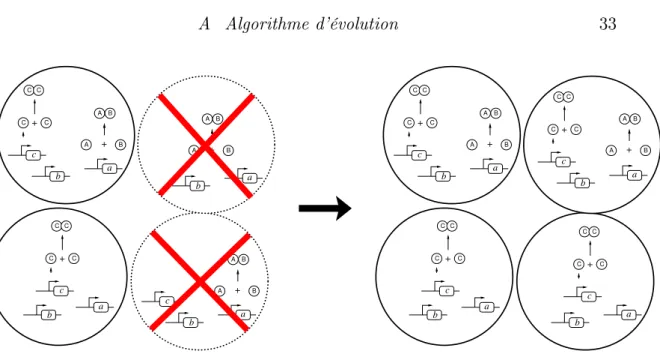 Fig. II.3: Algorithme : choix de la meilleure moitié. Cette moitié est ensuite dupliquée pour retrouver la population initiale.