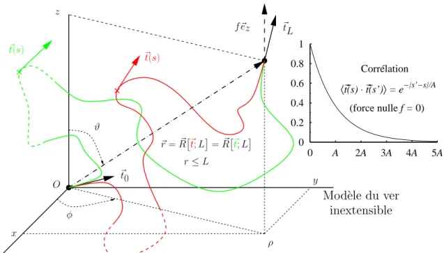 Fig. 2.1 – Le mod`ele du ver ou WLC, de l’anglais « Worm Like Chain ». Le