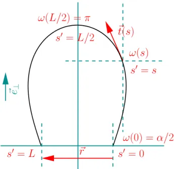 Fig. 2.2 – Nous cherchons la configuration planaire et sym´etrique d’un WLC, dont les orientations initiales α minimisent l’´energie ´elastique.