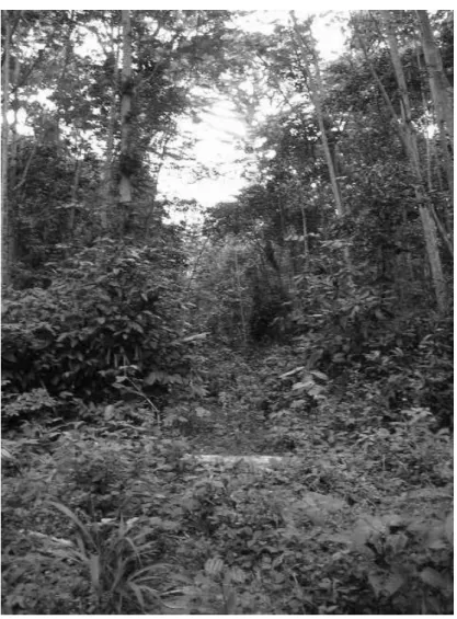 Fig. 18 : Route forestière en RDC abandonnée depuis peu, entre 6 mois et 1 an (Photo JM  Roda) 