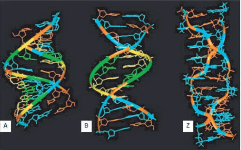 Figure 1.3 – Formes d’ADN A, B et Z (image extraite de [2]).