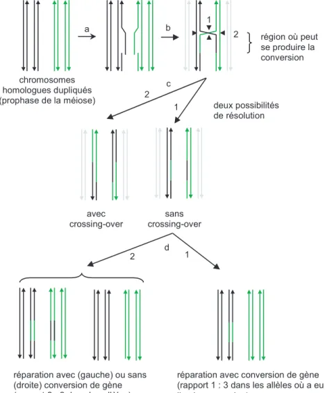Figure 1.5 – Modèle pour la conversion de gène proposé par R. Holliday. (a) Au cours de la prophase, après duplication des chromosomes, des simples brins de deux chromosomes homologues de deux chromatides sœurs se séparent