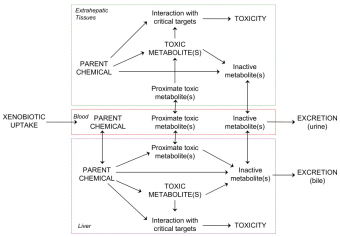 Figure 1.1 : Représentation schématique du destin d’un xénobiotique après absorption dans l’organisme