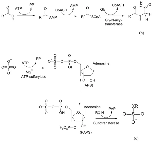 Figure 1.3 : Trois exemples de réactions métaboliques de phase II. (a) Activation du glucose en acide 
