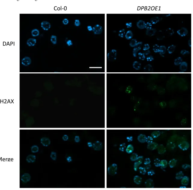 Figure 6: Detection of γ-H2AX immunofluorescence in root tip nuclei. 