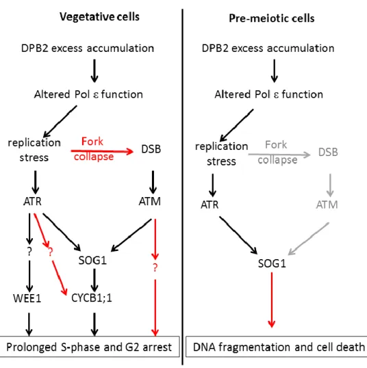 Figure 10: Involvement of DPB2 in DDR regulation in somatic and reproductive cells. 