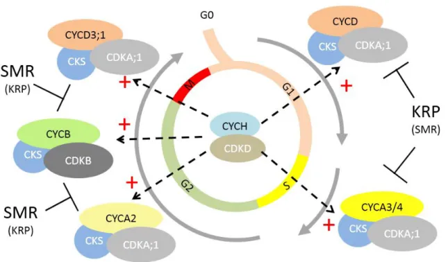 Figure 1. Succession of CDK/Cyclin complexes during the cell cycle (adapted from Van 