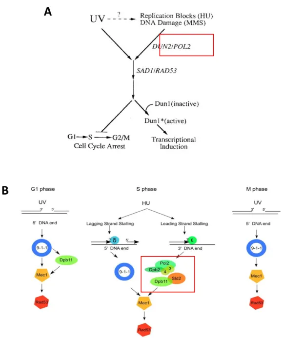 Figure  11.  Models  of    replication  stress  checkpoint  activation  triggered  by  Pol  ε  during  S- S-phase  in  yeast  (Taken  and  adapted  from  Navas  et  al.,  1995;  Puddu  et  al.,2011  )