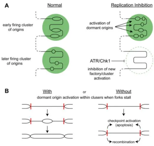 Figure  13  .  Model  for  how  dormant  origins  promote  complete  genome  replication  upon  low  levels of replicative stress, (Taken from Blow et al., 2011)