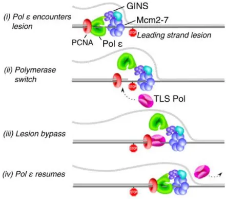 Figure 15. TLS and Pol ε (Taken from Langston et al., 2014). This drawing shows a model where  Pol ε retention at a fork is mediated by binding the CMG